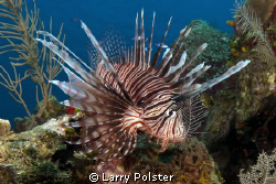 Explosion of lionfish in Roatan, see them on every dive by Larry Polster 